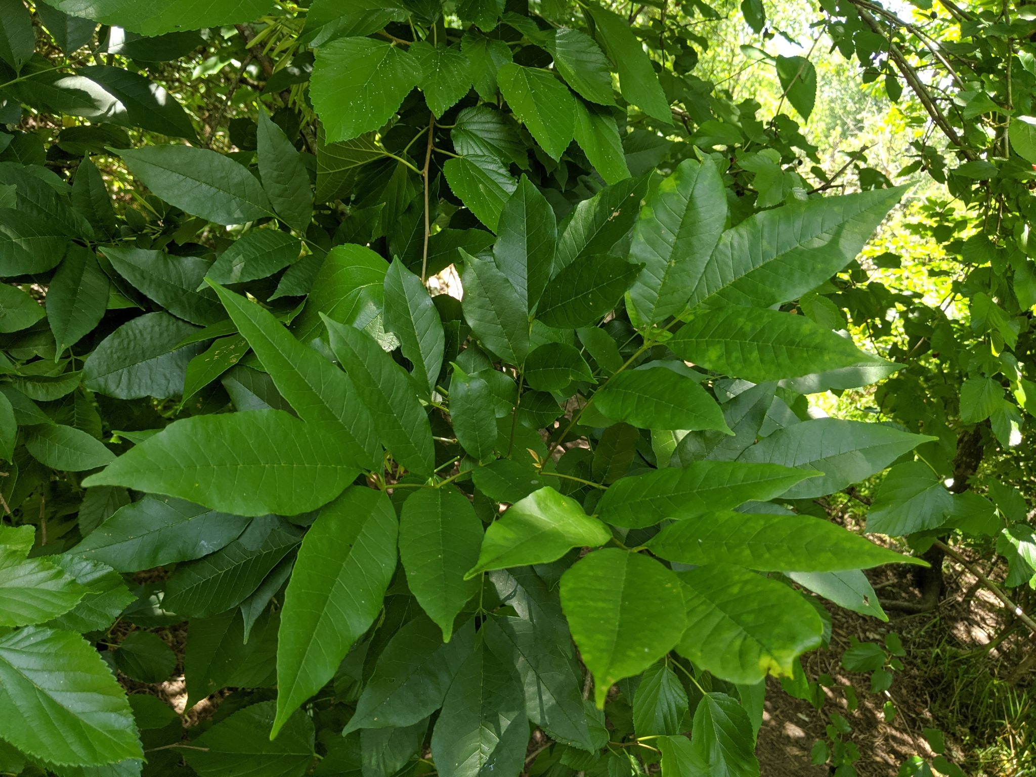 Fraxinus americana